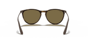 Brown Lenses, Matte Havana Frame