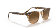 Brown Gradient Polar Lenses, Polished Havana On Transparent Brown Frame