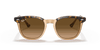 [Brown Gradient Polar Lenses, Polished Havana On Transparent Brown Frame]