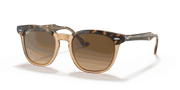 Brown Gradient Polar Lenses, Polished Havana On Transparent Brown Frame