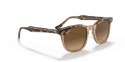 Brown Lenses, Polished Havana On Transparent Brown Frame