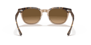 Brown Lenses, Polished Havana On Transparent Brown Frame