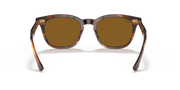 Brown Lenses, Polished Striped Havana Frame