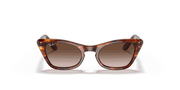 Gradient Brown Lenses, Polished Striped Havana Frame