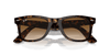 [Light Brown Lenses, Polished Tortoise Frame]