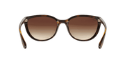 Brown Lenses, Polished Light Havana Frame