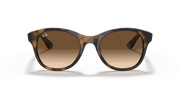 Brown Gradient Dark Brown Lenses, Polished Light Havana Frame