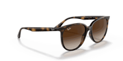 Gradient Brown Lenses, Polished Havana Frame