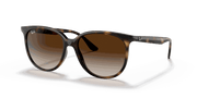 Gradient Brown Lenses, Polished Havana Frame