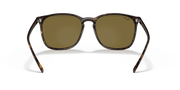 Brown Classic Lenses, Polished Tortoise Frame