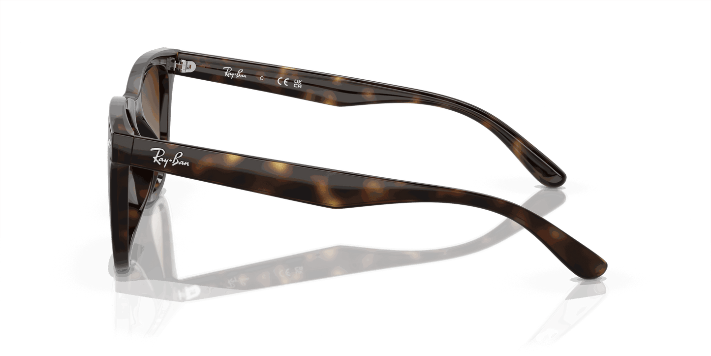 [Brown Lenses, Polished Havana Frame]