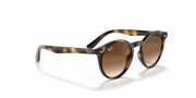 Dark Brown Lenses, Polished Havana Frame