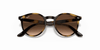 [Dark Brown Lenses, Polished Havana Frame]