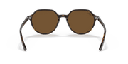 B-15 Brown Lenses, Polished Havana Frame